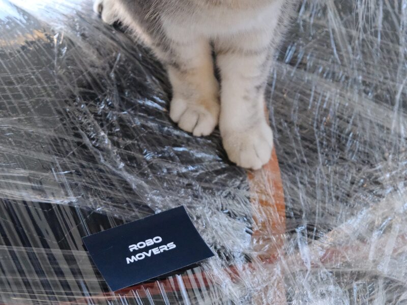 Cat inspecting wrapped furniture with Robo Movers card